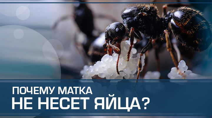 Матка отказывается нести яйца – каприз или призыв о помощи?