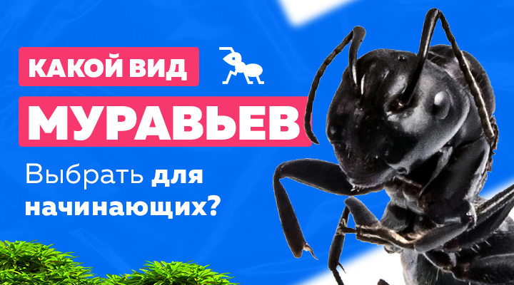 Какой вид муравьев подойдет для новичков?