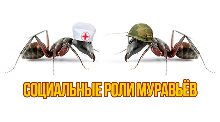 Кто в доме хозяин: социальные роли муравьев