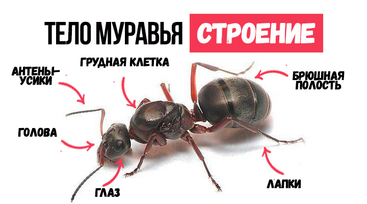 Как устроен муравей: особенности строения